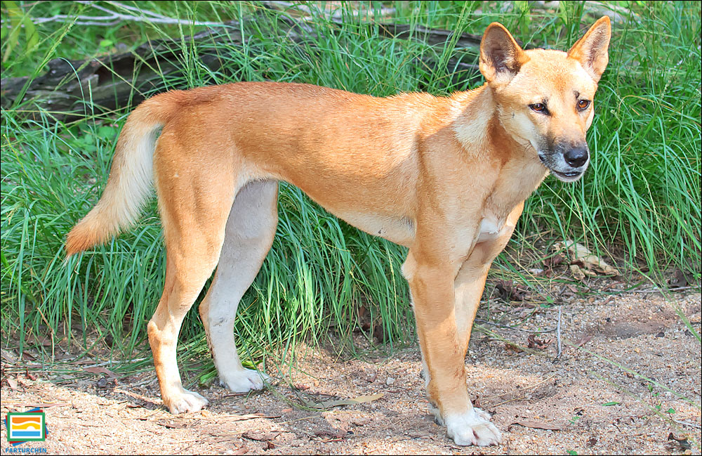 دینگو (سگ وحشی استرالیایی)
