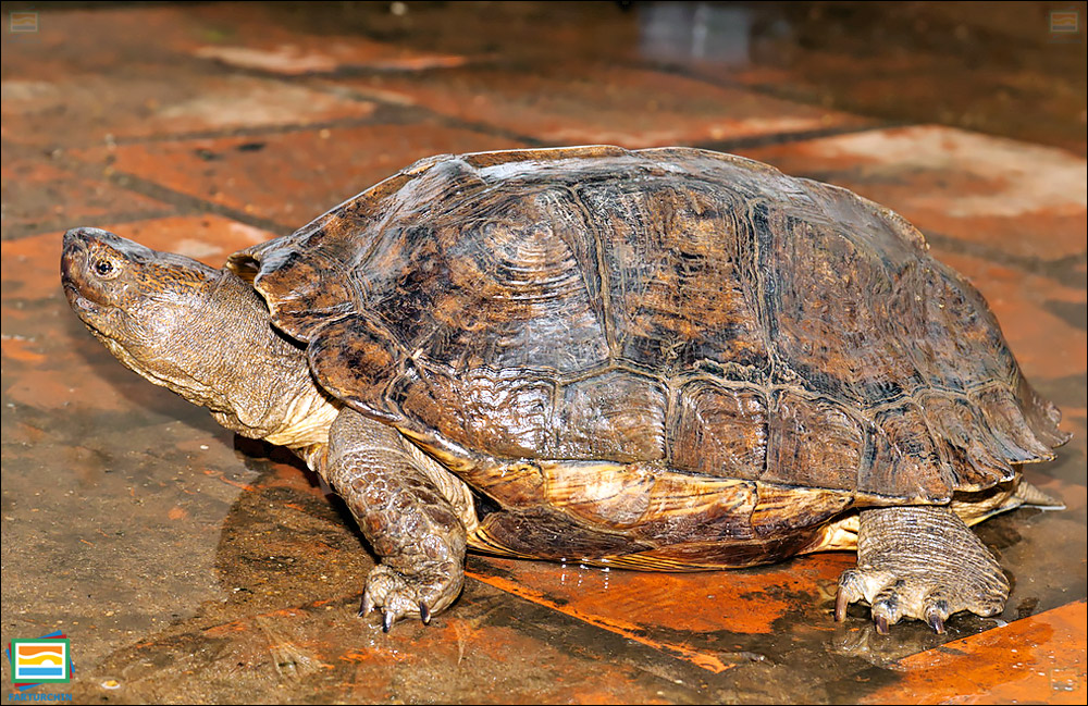 لاک‌پشت برکه‌ای غول‌پیکر آسیایی