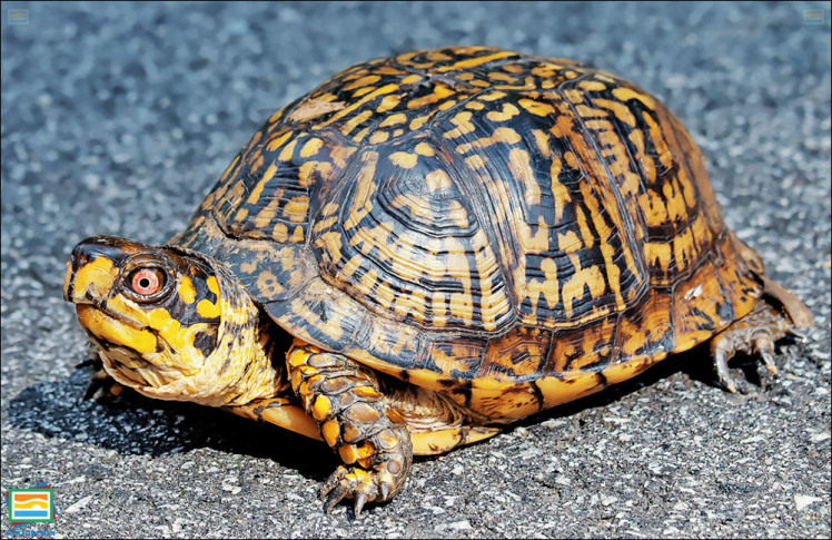 جانوران مهره‌دار - خزندگان: لاک‌پشت جعبه‌ای معمولی