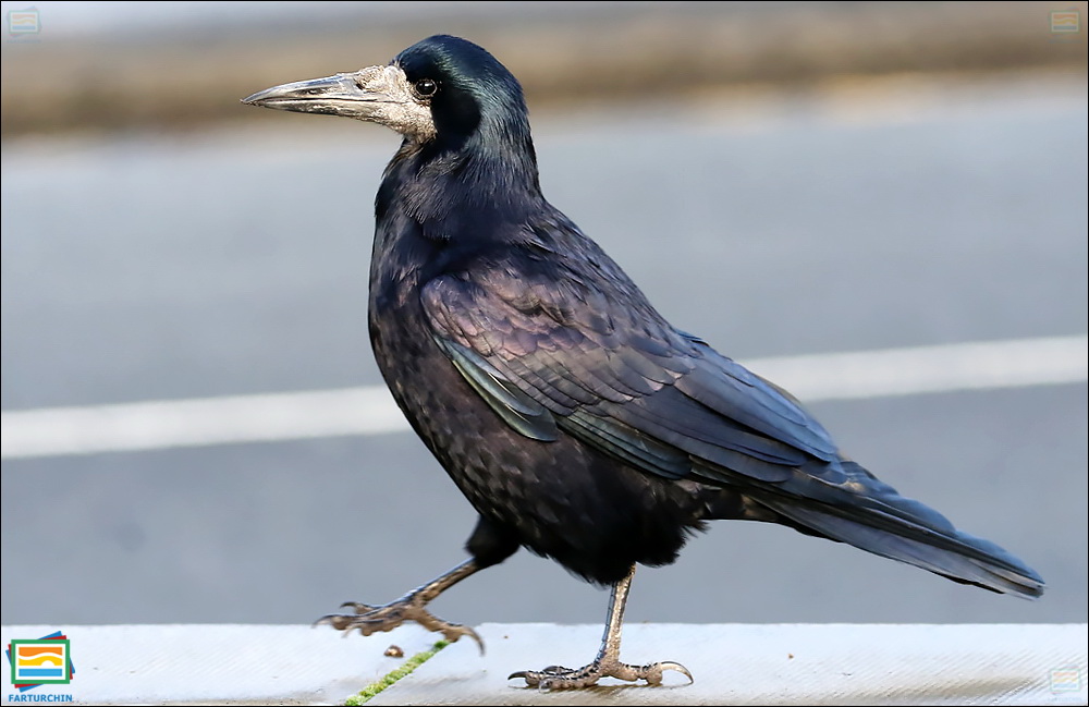 جانوران مهره‌دار - پرندگان: کلاغ سیاه