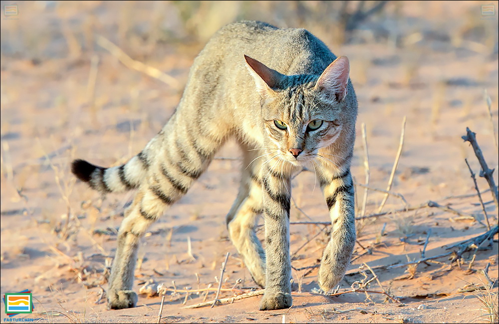 جانوران مهره‌دار - پستانداران: گربه‌ی وحشی آفریقایی