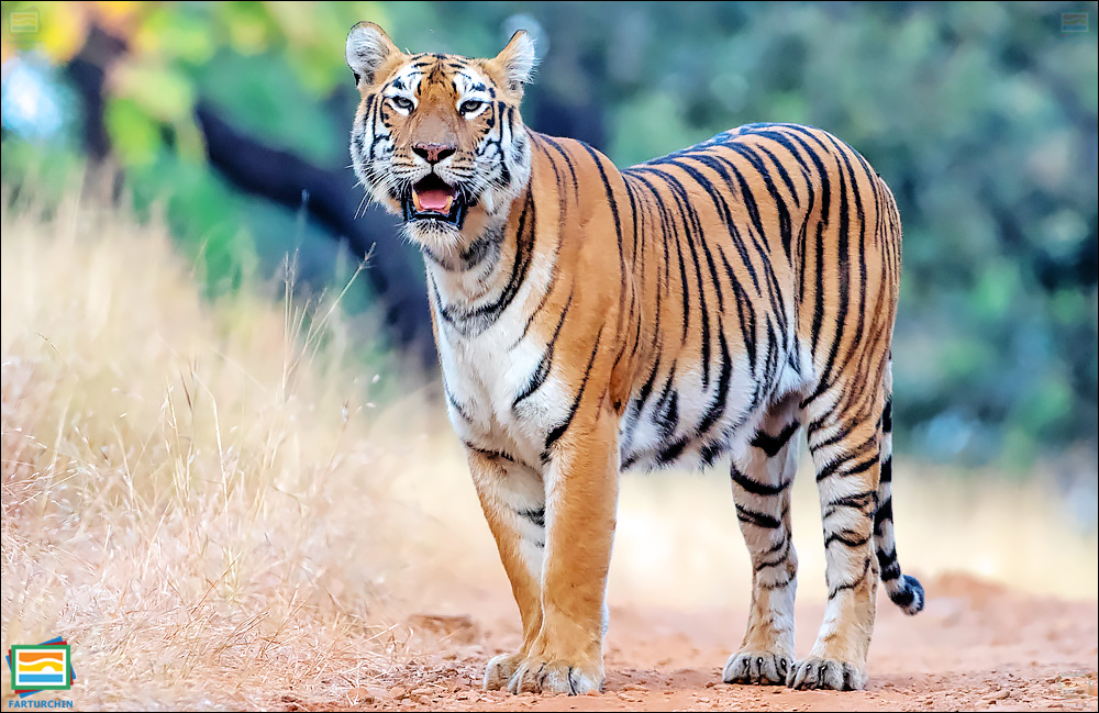 جانوران مهره‌دار - پستانداران: ببر بنگال