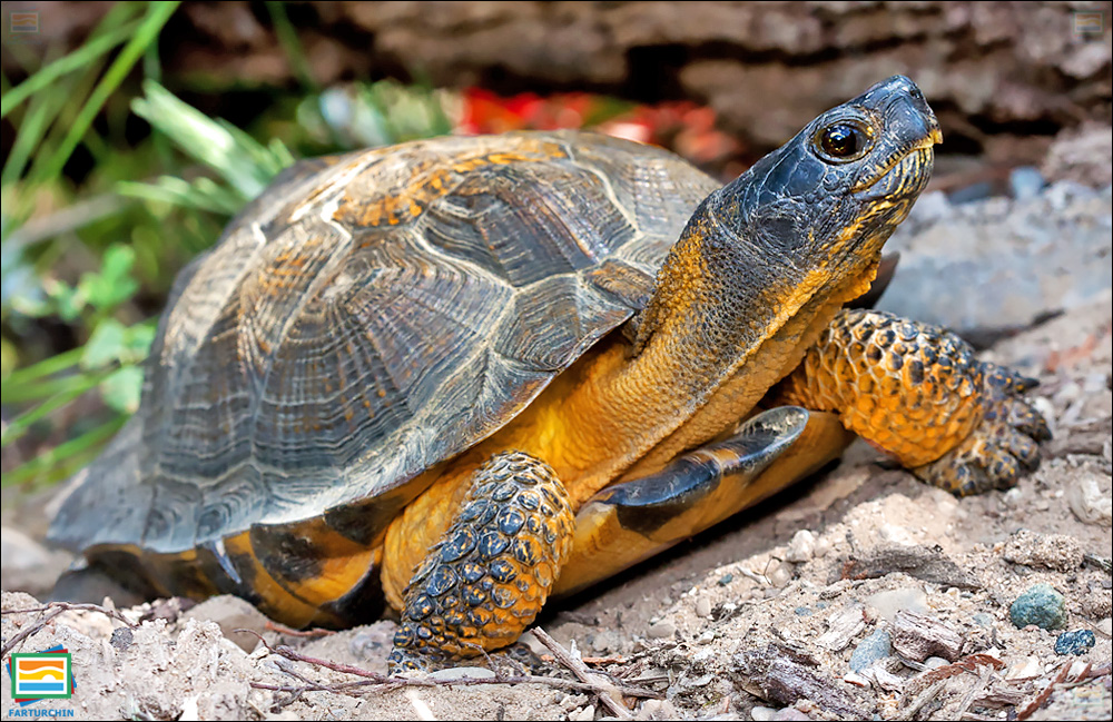 جانوران مهره‌دار - خزندگان: لاک‌پشت جنگلی