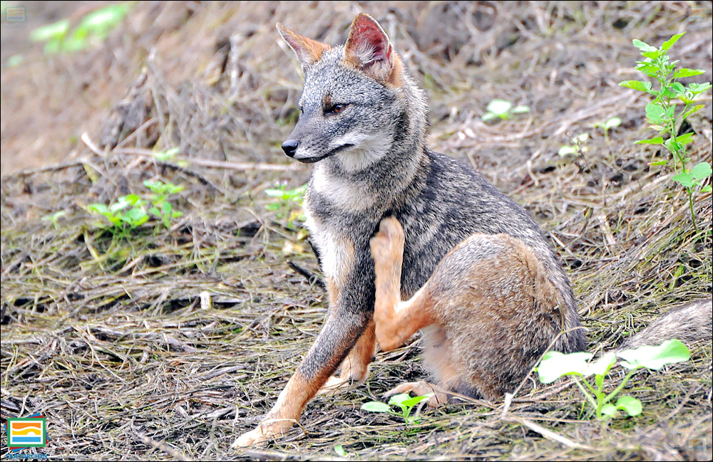 جانوران مهره‌دار - پستانداران: روباه سچورا
