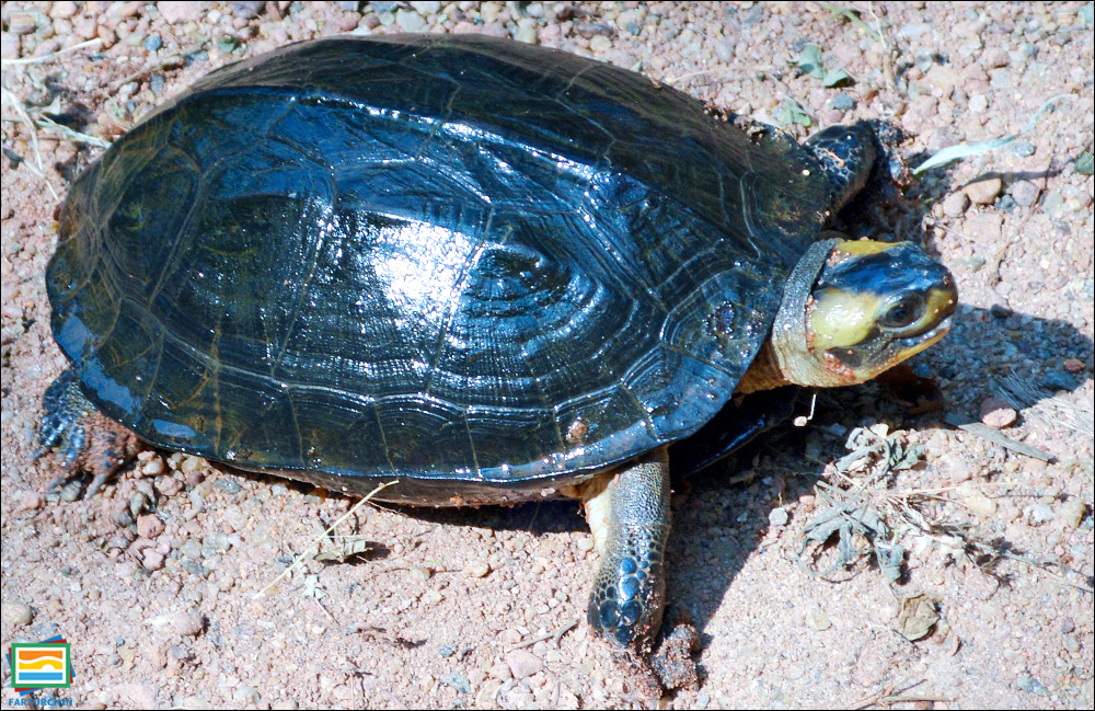 لاک‌پشت سیاه هندی