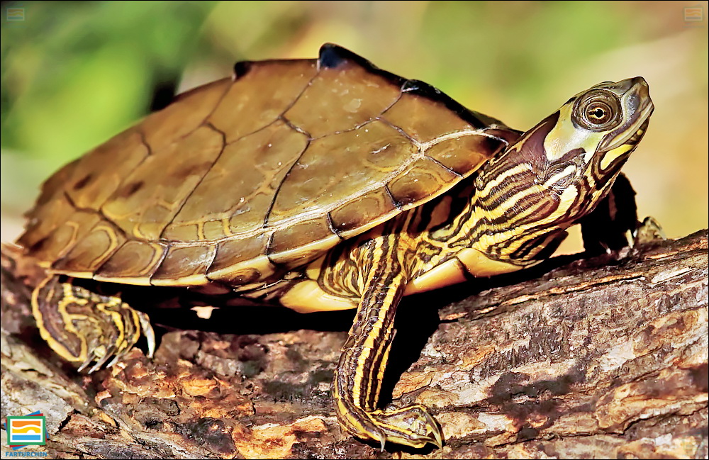 جانوران مهره‌دار - خزندگان: لاک‌پشت نقشه‌دار آلاباما