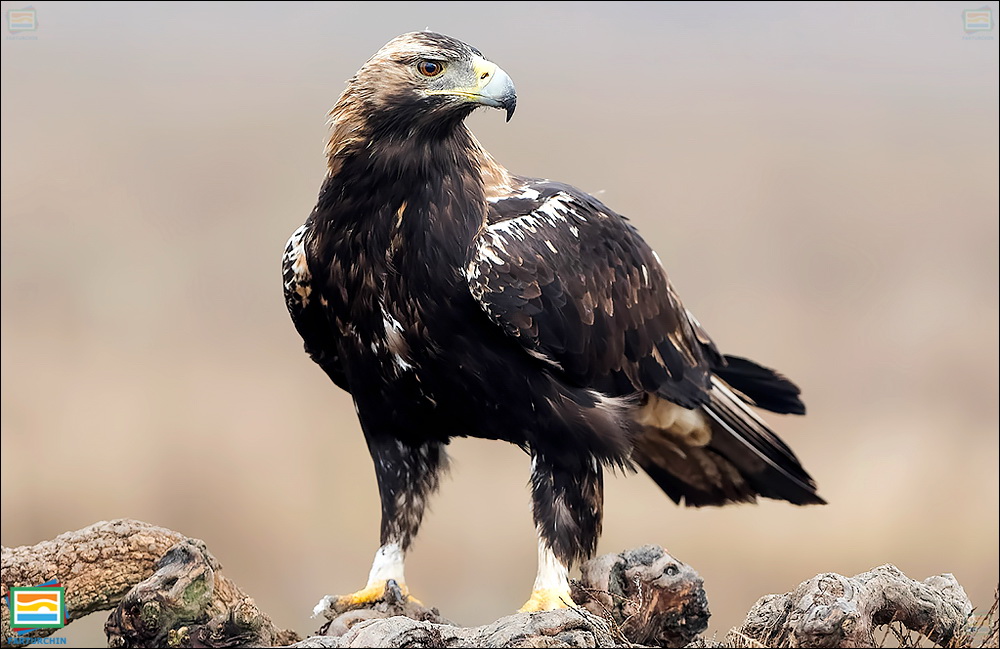 جانوران مهره‌دار - پرندگان: عقاب شاهی اسپانیایی