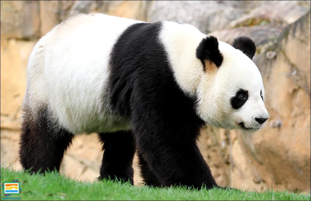جانوران مهره‌دار - پستانداران: خرس پاندا