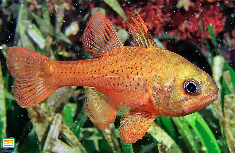 ماهی کاردینال نارنجی