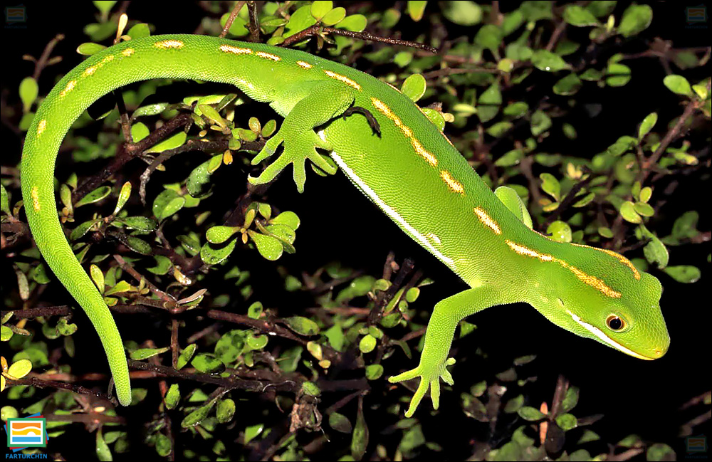 گکوی سبز اوپوری
