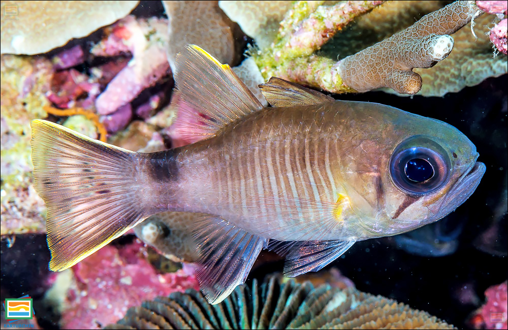 ماهی کاردینال چندنواری
