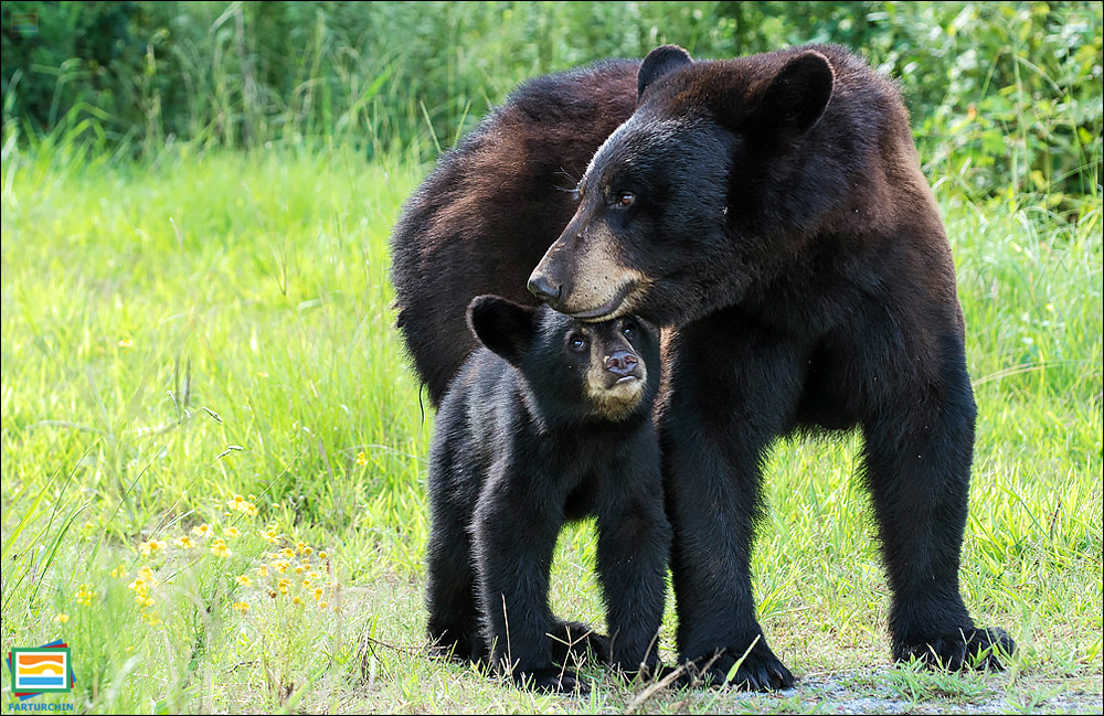 جانوران مهره‌دار - پستانداران: خرس سیاه آمریکایی
