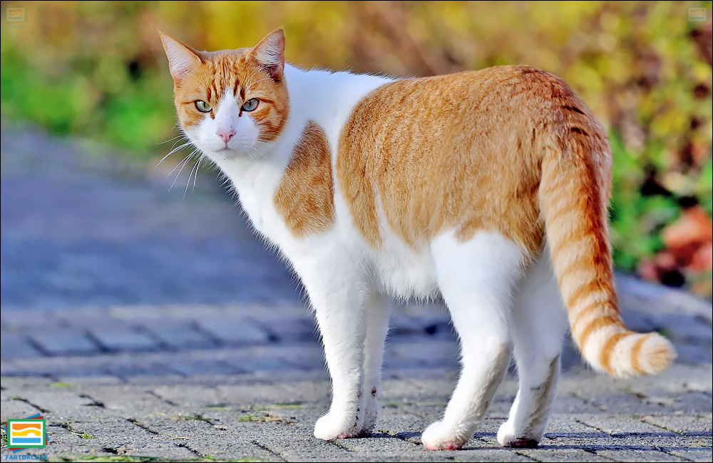 جانوران مهره‌دار - پستانداران: گربه