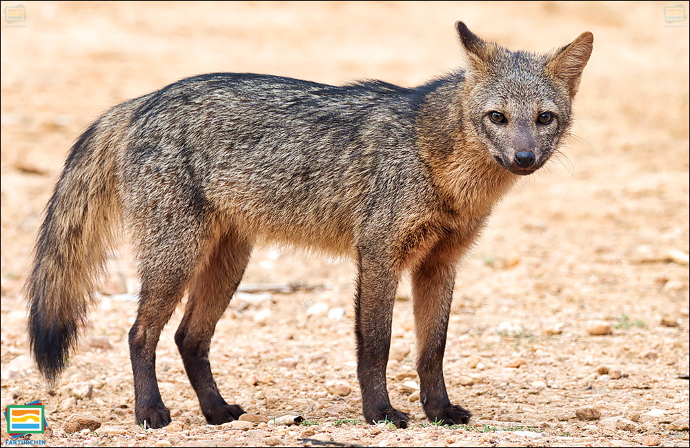 جانوران مهره‌دار - پستانداران: روباه خرچنگ‌خوار