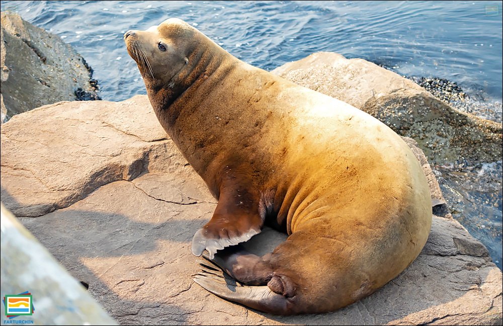جانوران مهره‌دار - پستانداران: شیر دریایی کالیفرنیا