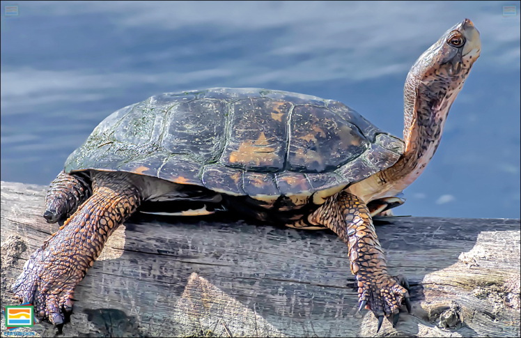 جانوران مهره‌دار - خزندگان: لاک‌پشت برکه‌ای غربی