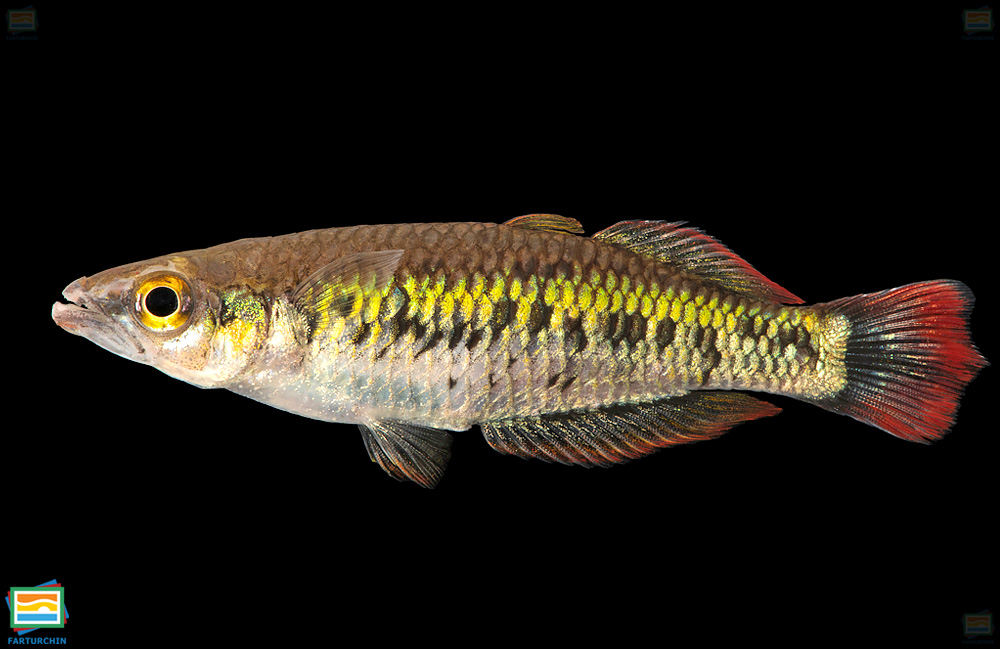 ماهی رنگین‌کمانی ماروجِجی
