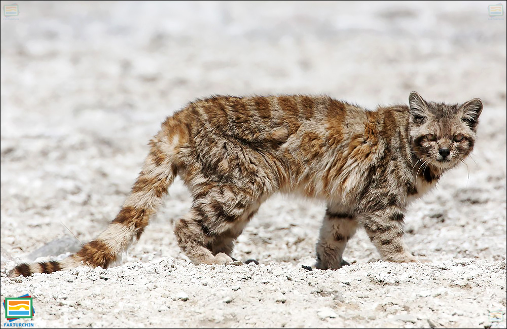 جانوران مهره‌دار - پستانداران: گربه‌ی کوهی آند
