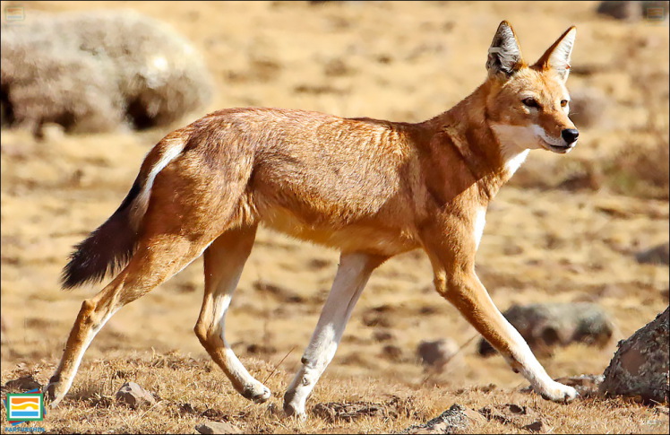 جانوران مهره‌دار - پستانداران: گرگ اتیوپیایی
