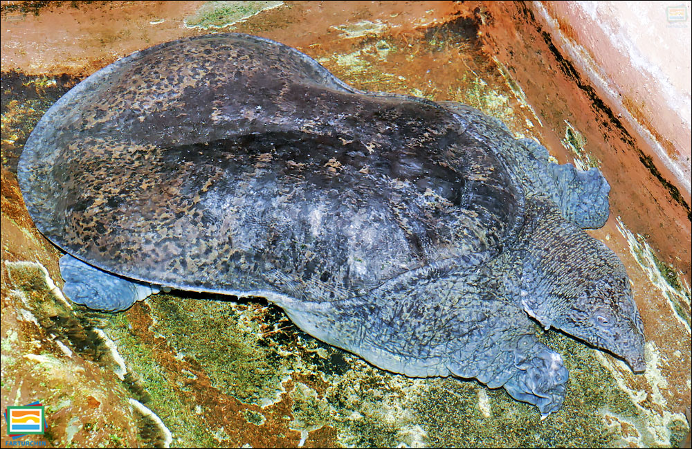 لاک‌پشت نرم‌لاک طاووس برمه‌ای