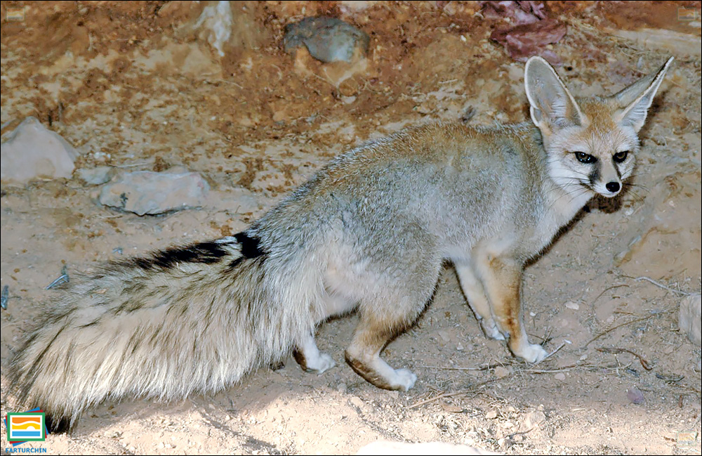 جانوران مهره‌دار - پستانداران: روباه بلانفورد