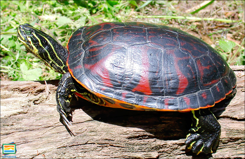جانوران مهره‌دار - خزندگان: لاک‌پشت شکم‌سرخ فلوریدا
