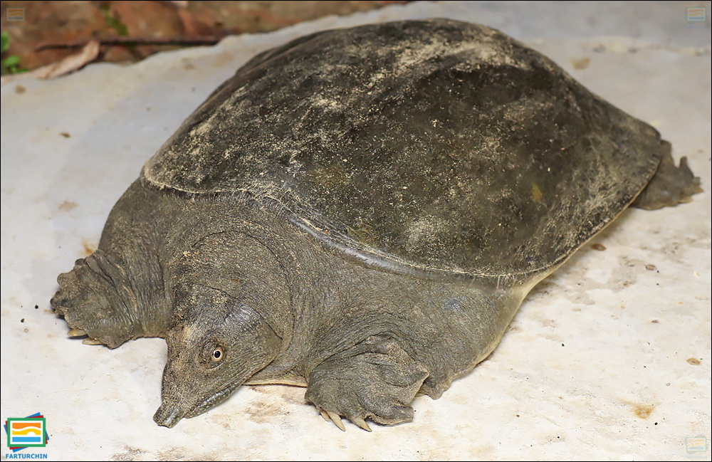 جانوران مهره‌دار - خزندگان: لاک‌پشت نرم‌لاک چینی