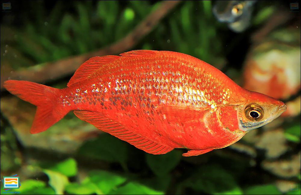ماهی رنگین‌کمانی سرخ