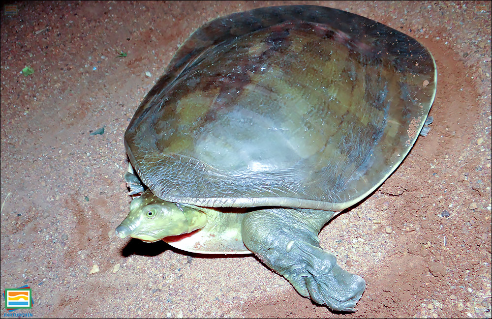 لاک‌پشت پرده‌لاک سنگالی