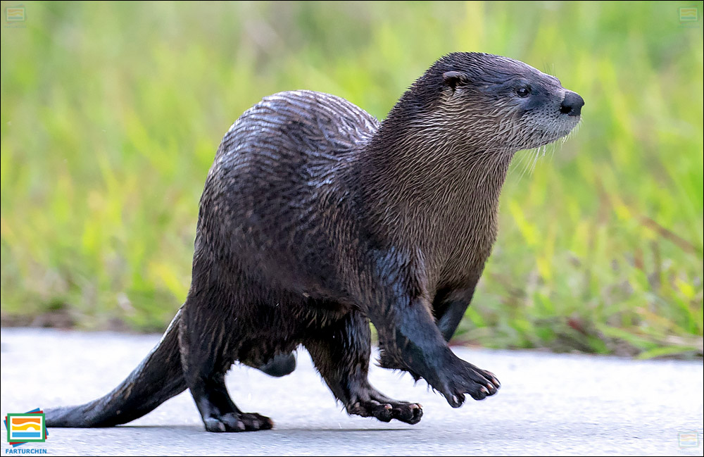جانوران مهره‌دار - پستانداران: سمور رودخانه‌ای آمریکای شمالی