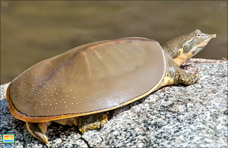 جانوران مهره‌دار - خزندگان: لاک‌پشت نرم‌لاک خاردار