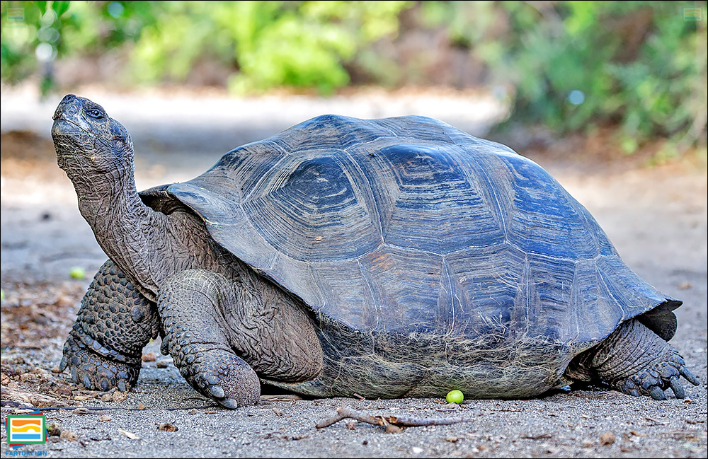 جانوران مهره‌دار - خزندگان: لاک‌پشت غول‌پیکر گالاپاگوس
