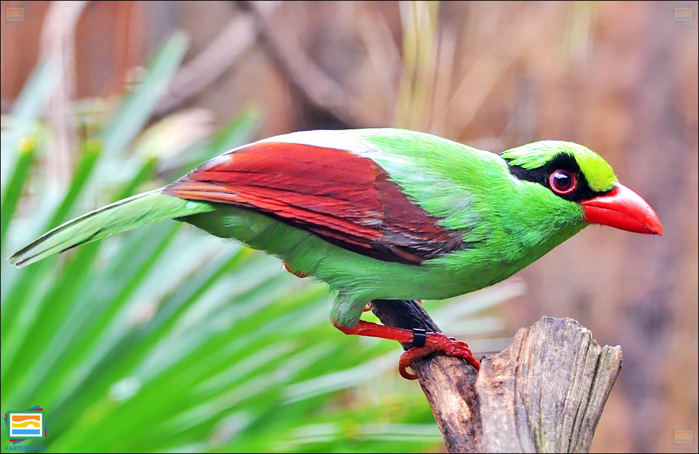 جانوران مهره‌دار - پرندگان: زاغی سبز جاوه‌ای