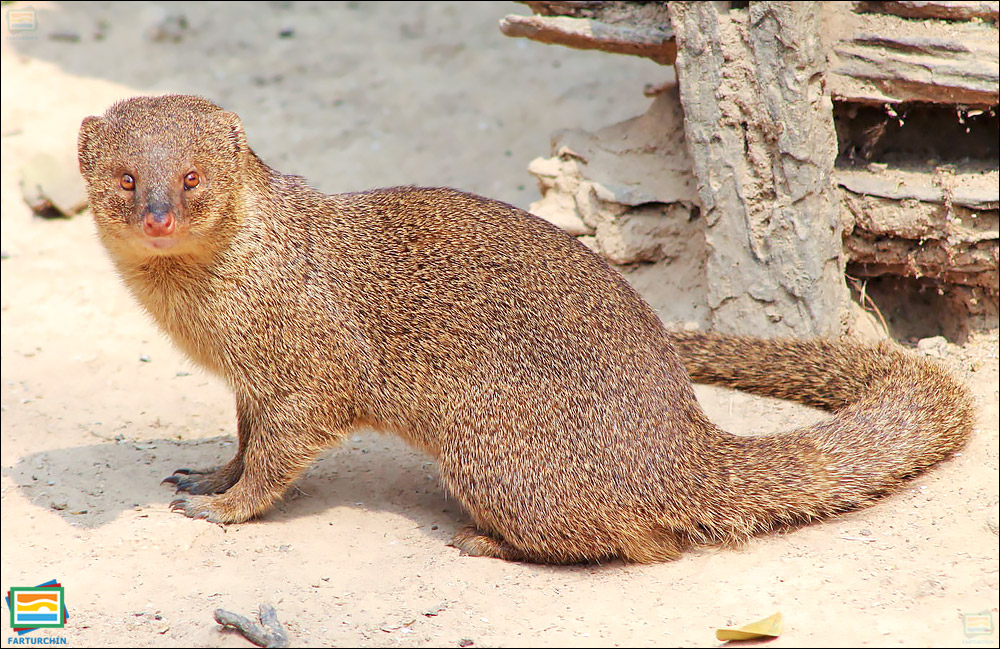 جانوران مهره‌دار - پستانداران: خدنگ کوچک هندی
