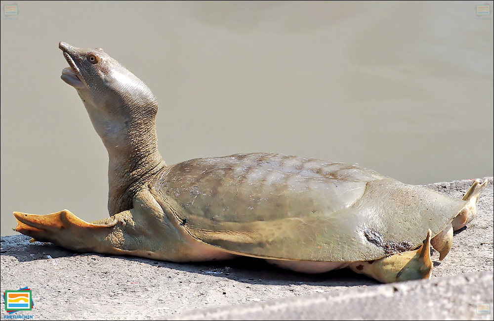جانوران مهره‌دار - خزندگان: لاک‌پشت نرم‌لاک چینی