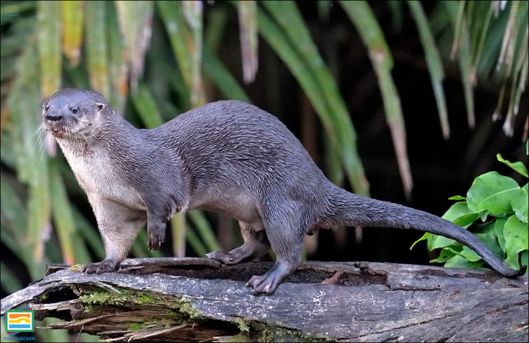 جانوران مهره‌دار - پستانداران: سمور رودخانه‌ای نوگرمسیری