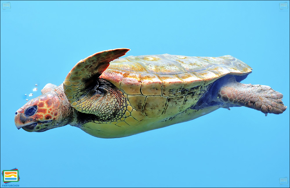 جانوران مهره‌دار - خزندگان: لاک‌پشت دریایی سرگنده