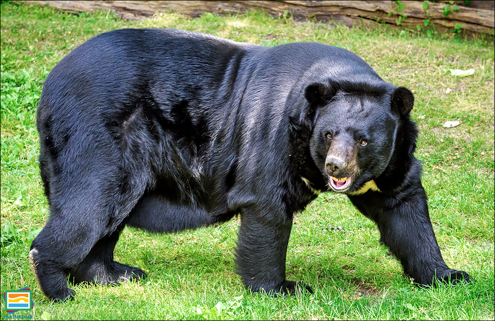 خرس سیاه آسیایی (خرس ماه)
