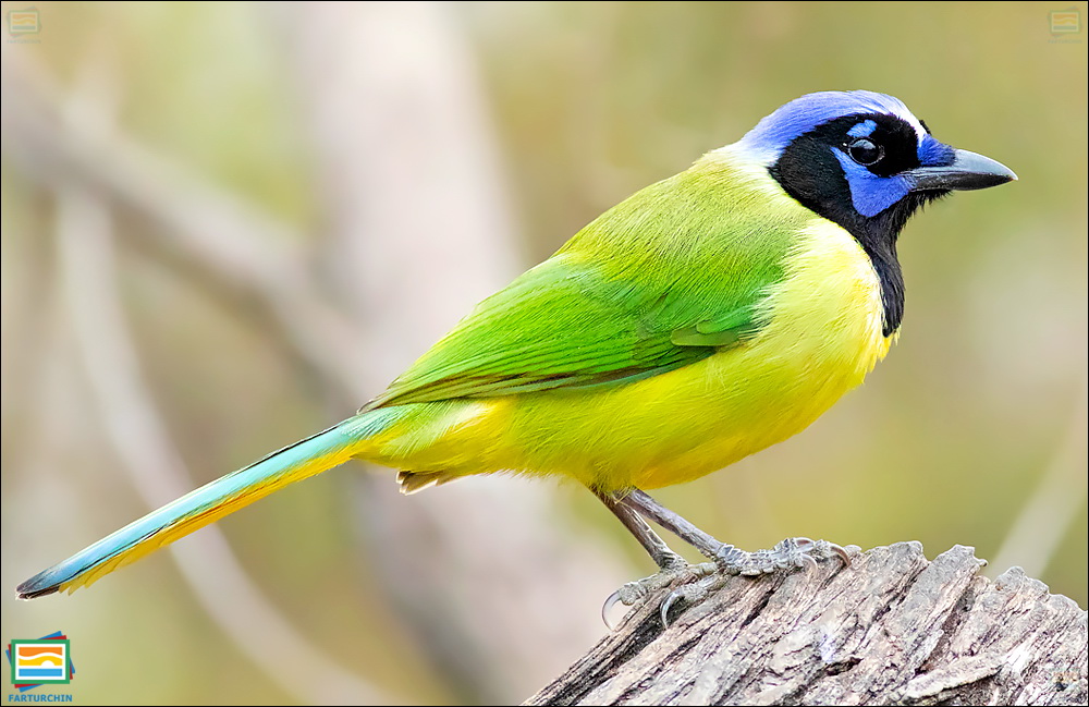 جانوران مهره‌دار - پرندگان: جیجاق سبز