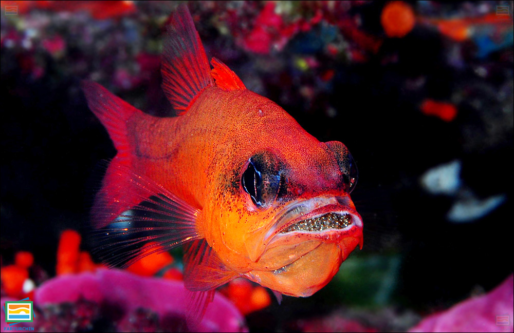 جانوران مهره‌دار - ماهیان: ماهی کاردینال مدیترانه‌ای