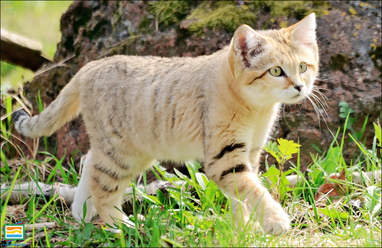 جانوران مهره‌دار - پستانداران: گربه‌ی شنی