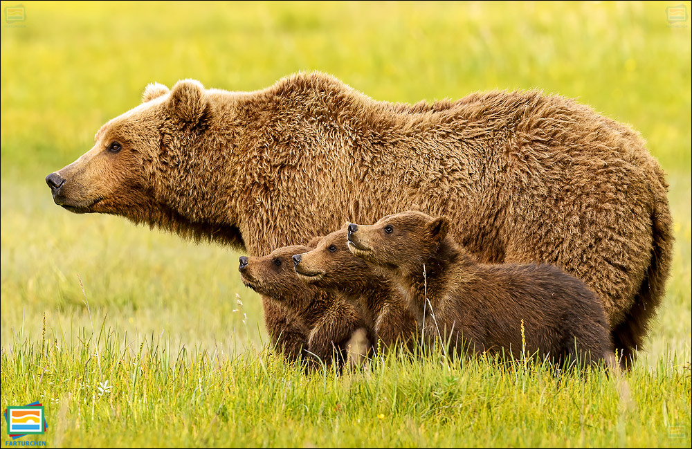 جانوران مهره‌دار - پستانداران: خرس قهوه‌ای