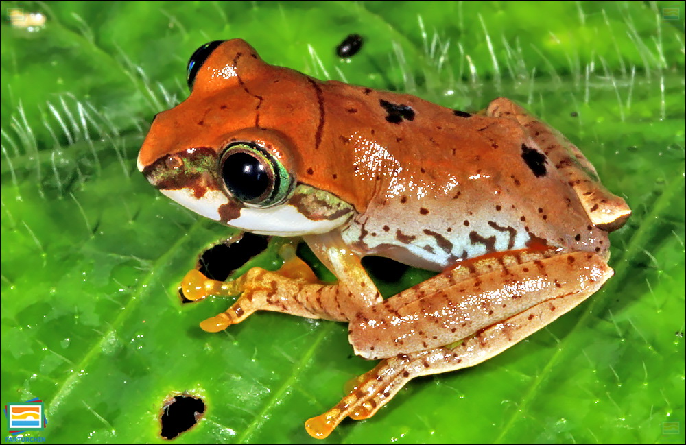 Boophis rufioculis
