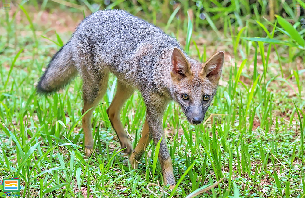 جانوران مهره‌دار - پستانداران: روباه سپیدموی
