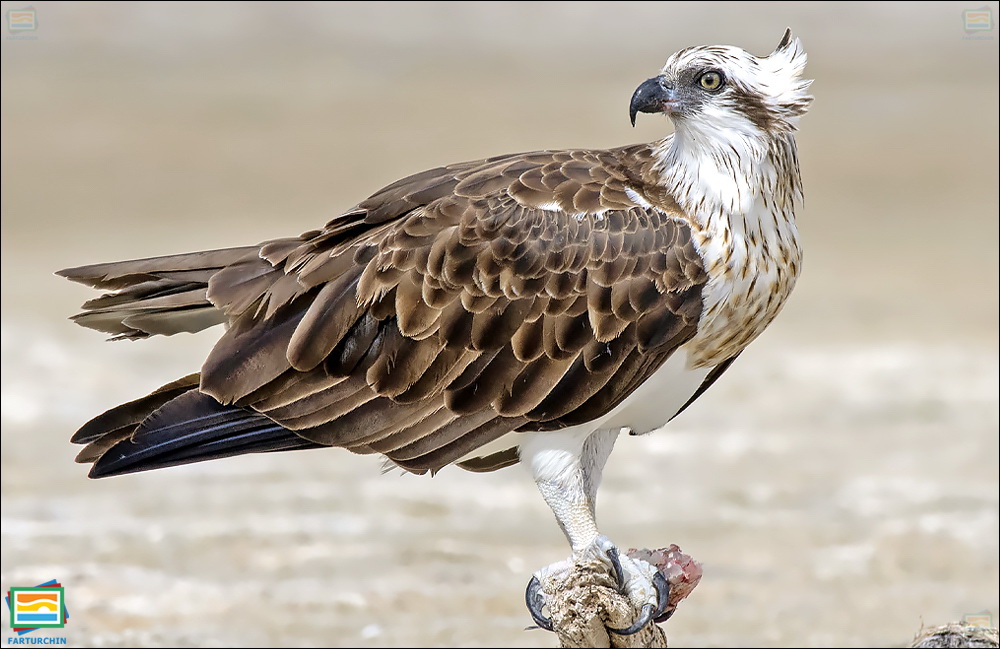 جانوران مهره‌دار - پرندگان: عقاب ماهی‌گیر شرقی