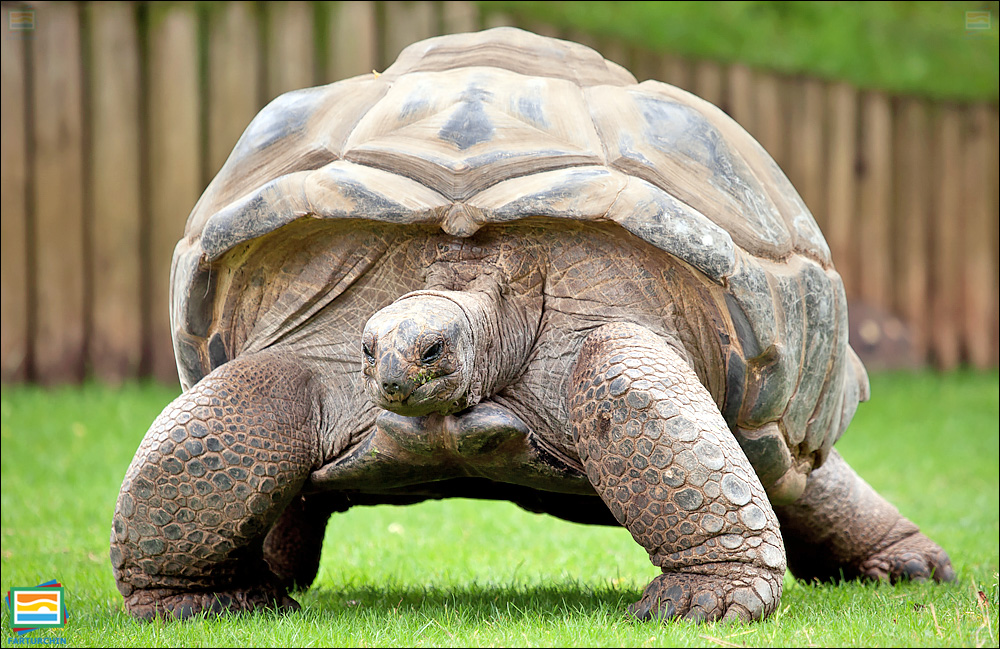 جانوران مهره‌دار - خزندگان: لاک‌پشت غول‌پیکر آلدابرا