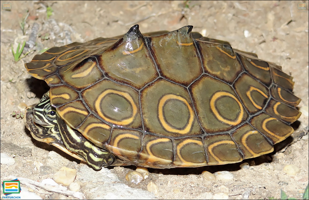 جانوران مهره‌دار - خزندگان: لاک‌پشت نقشه‌دار حلقه‌دار