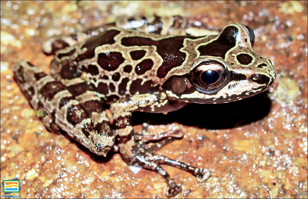 Elegant Madagascar frog