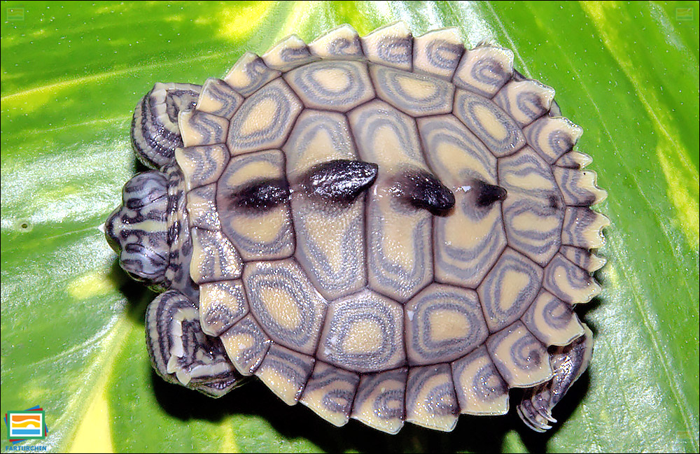 جانوران مهره‌دار - خزندگان: لاک‌پشت نقشه‌دار لکه‌زرد