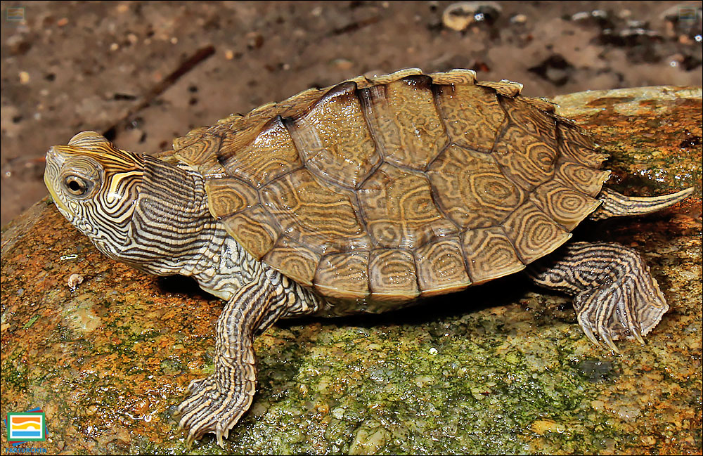 جانوران مهره‌دار - خزندگان: لاک‌پشت نقشه‌دار دروغین